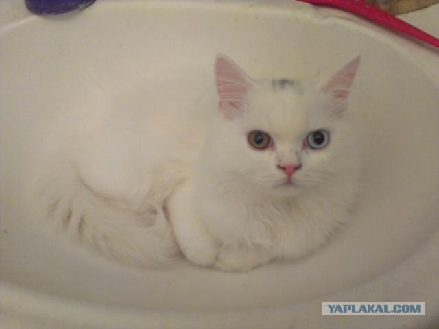 Котовторник 11.09.2012
