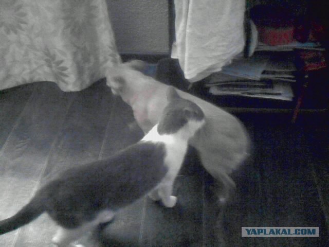 Котовторник  16.10.12