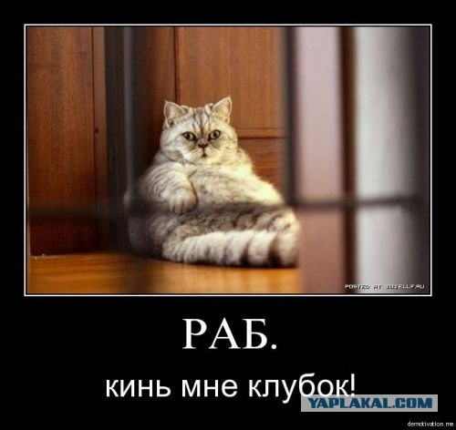 Остров кошек в Японии после цунами