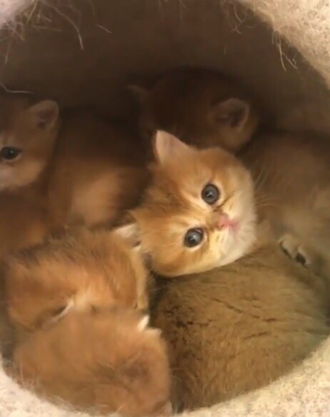 Забавные фото котеек