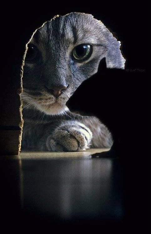 Забавные фото котеек