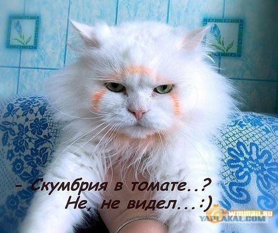 Рыба-меч как квинтэссенция мировоззрения и сублимация теории счастья