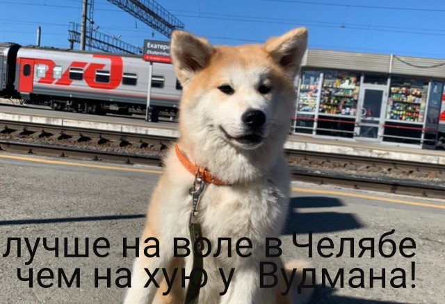 РЖД потеряло собаку порноактрисы из Новоуральска Анастасии Бугаенко