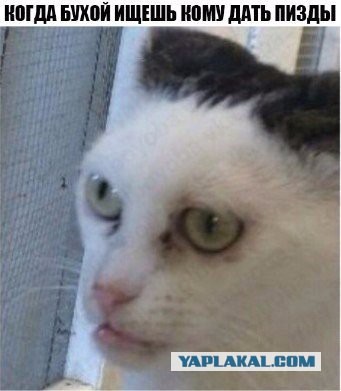 Картинки с котами и про котов