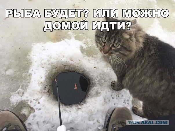Прикольные картинки 15.02.2020