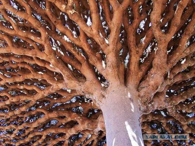 Необычные деревья (11 фото)