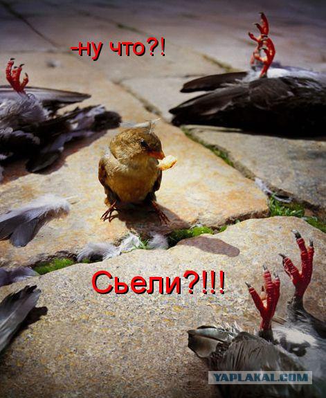 Воробьед идет на обед