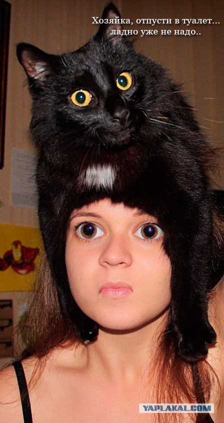 Эпичный кот