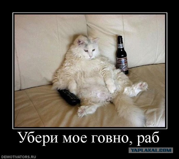 Кот устроил погром