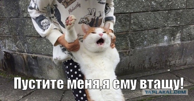 Котовторник