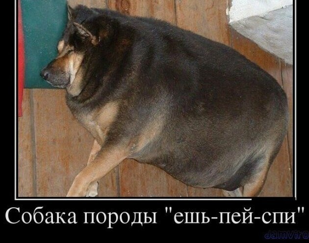 Долгожданный подарок