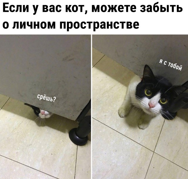 Картинки и мемы для настроения - 131