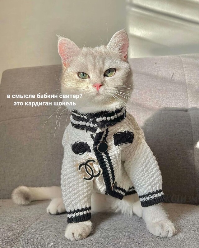 Котомемы 29.09.23