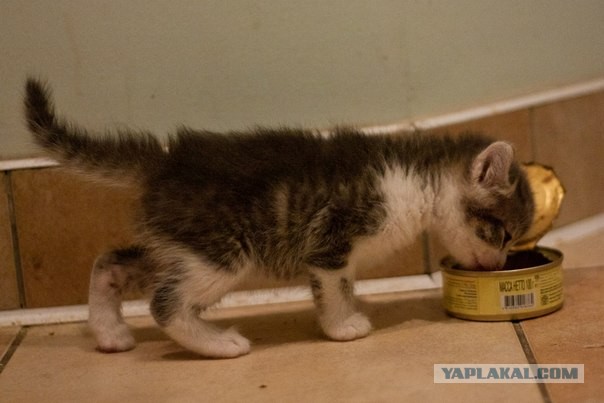 Котовторник 30.04.2013