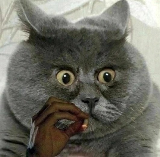 Россию сочли самой кошачьей страной мира