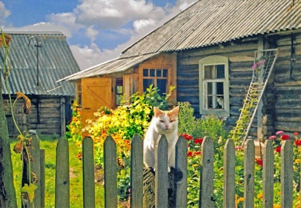 Коты деревенской породы