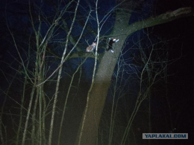 Жизнь домашнего приюта для котеек 530