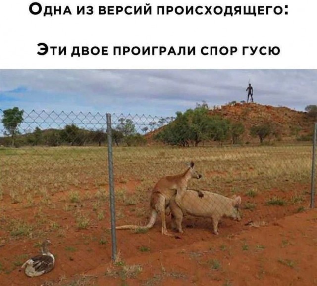 Картинки для деградации 99 (разной степени свежести)