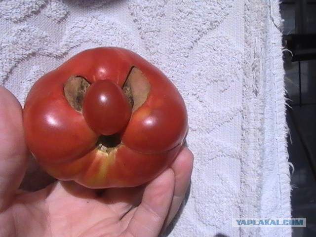 Случай на даче