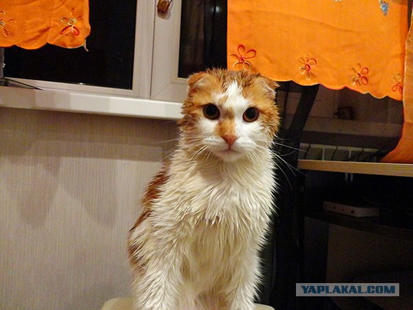 Сегодня мыли котов :3