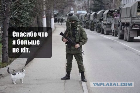 Коты, спасенные пожарными
