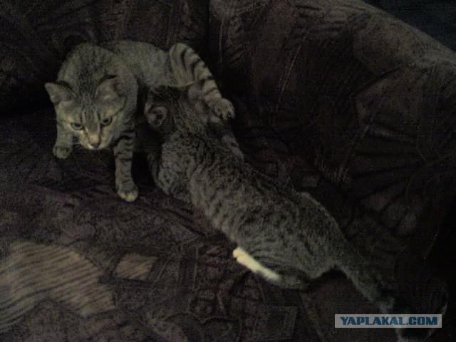 Котовторник  25.03.2014