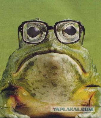 Рус! Уползай в кусты, сдавайся!