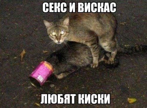 С Котовторником!