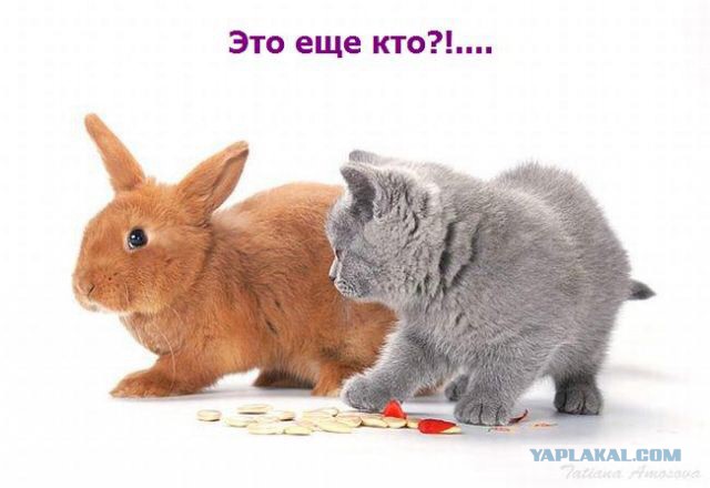 Когда вы плюсуeтe тему в платине