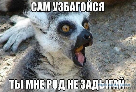 Лемурьей мудрости пост