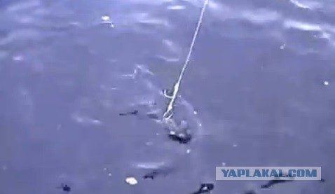 Новый Вид Кровавой Рыбалки Богачей