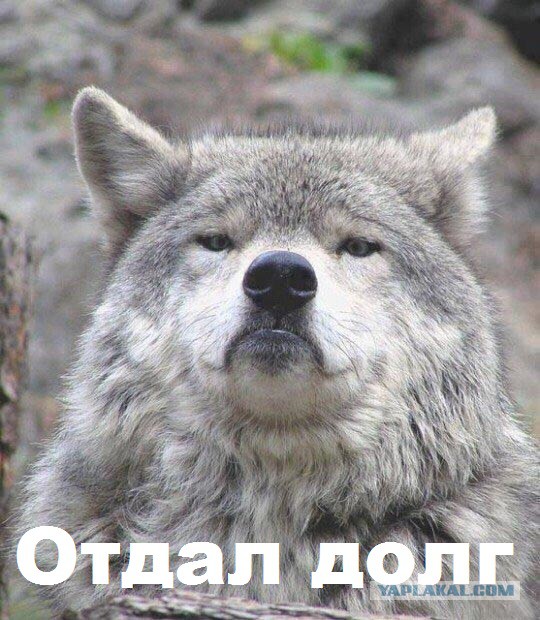Придет серенький волчок