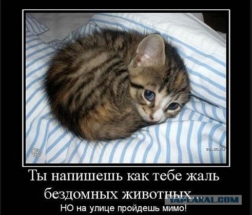 Спасение котеек