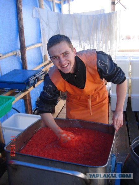 Как делают икру-пятиминутку и чем она отличается