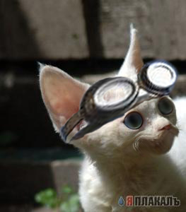 Коты, кошки, котята