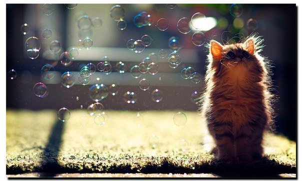 Веселые картинки