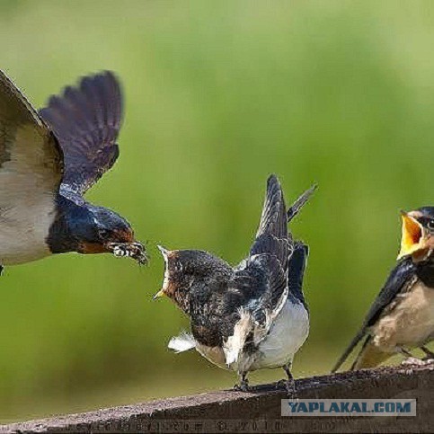 Скоро во всех гнёздах страны!... и не только