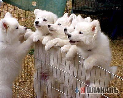 СОБАКИ и ЩЕНКИ. Все про собак!