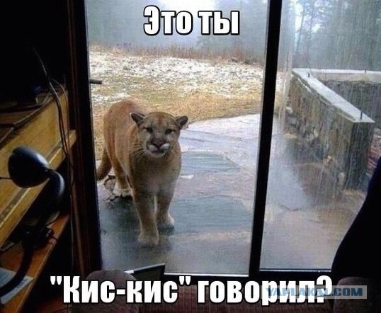 Демы к котовторнику!