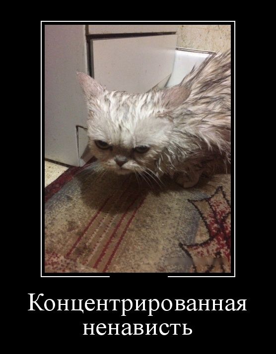 Коты из сети