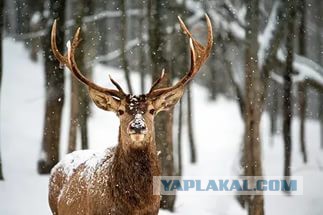 Тест на музыкальное старперство