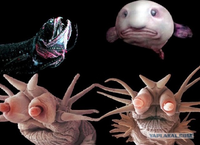 Проект обитатели марианской впадины