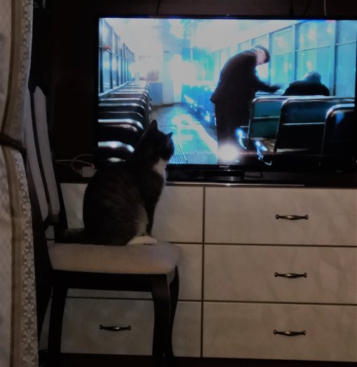 Котовторник 28.02.2017