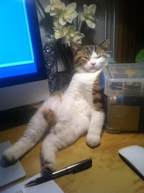 Коты и Кошки