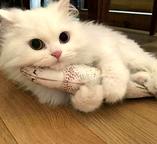 "Котовторник 26.09.2017"