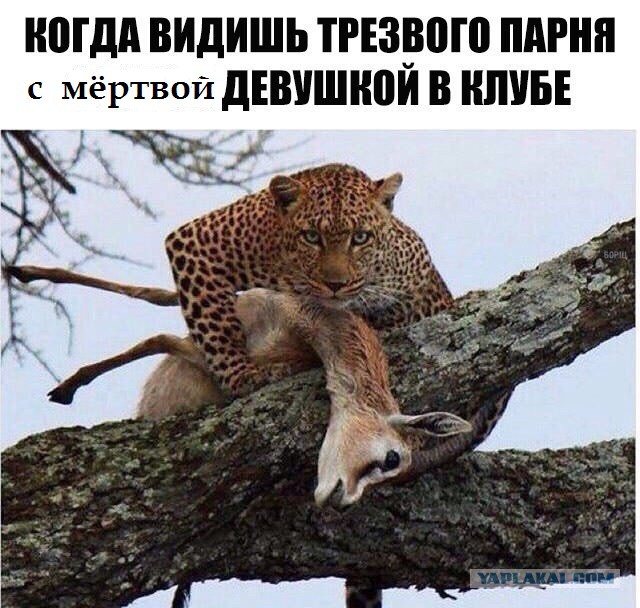 Баянистая годнота - 2