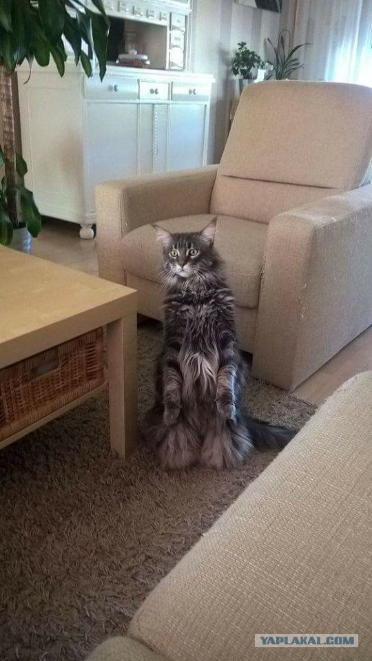 Котовторник