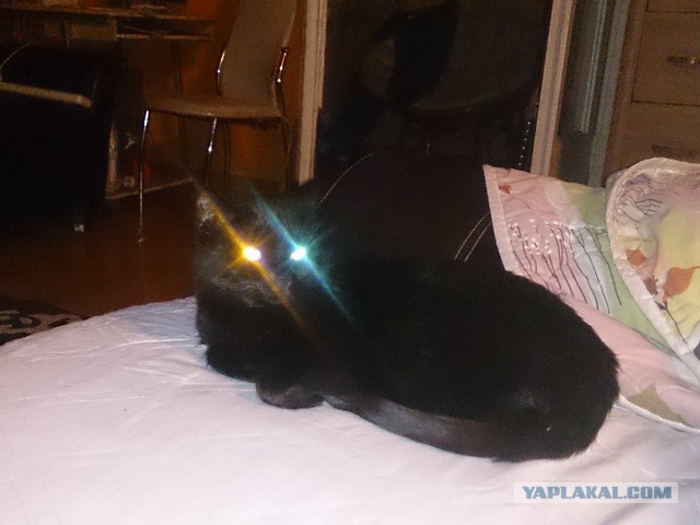 Котовторник  14.11.2017