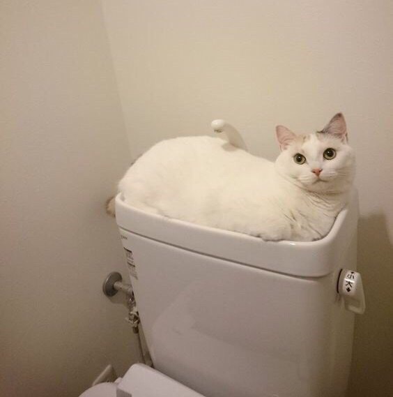 Коты и Кошки