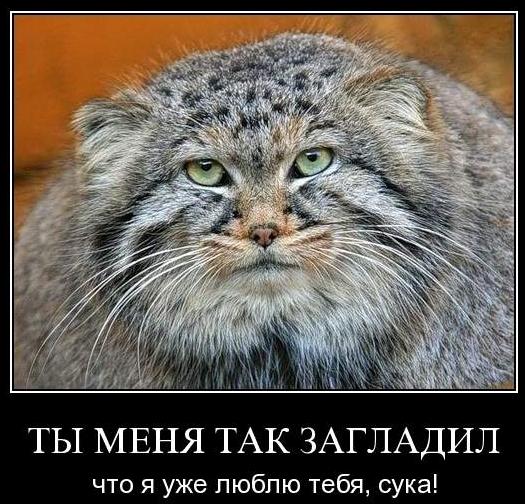 Манул в Московском зоопарке в легком шоке от снега